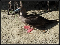 Piquero de Patas Rojas