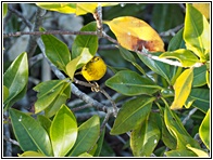 Curruca