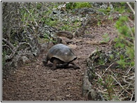 La Galapaguera