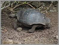 Tortuga Gigante