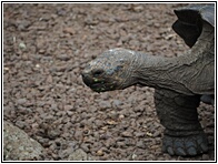 Tortuga Gigante