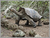 Tortuga Gigante