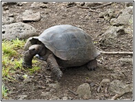 Tortuga Gigante