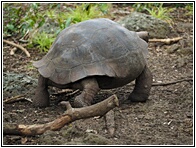 Tortuga Gigante