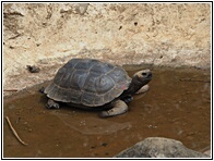 Tortuga 