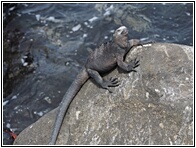 Iguana