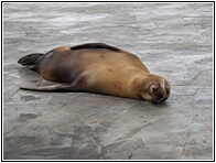 Durmiendo