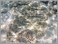 Fondo Marino