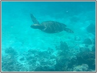Tortuga Marina Verde