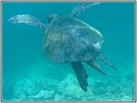 Tortuga Marina Verde