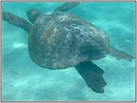Tortuga Marina Verde