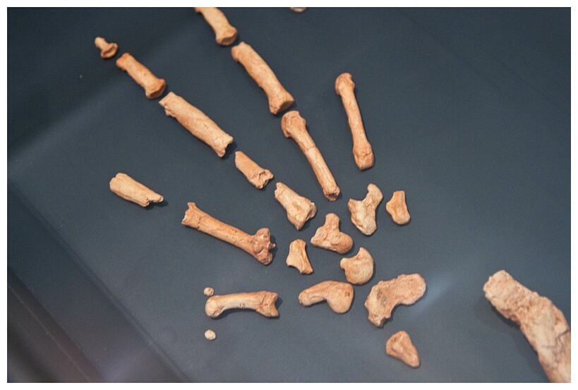 Hominid Hand