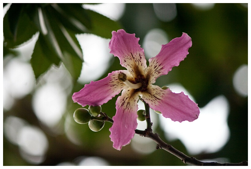 Exotic Flower
