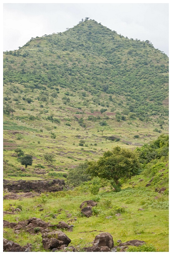 Green Landscape