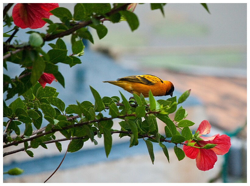 Village Weaver