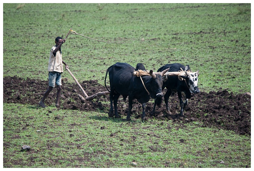 Ploughing