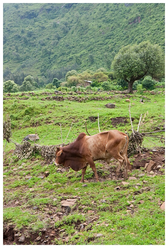 Ethiopian Zebu