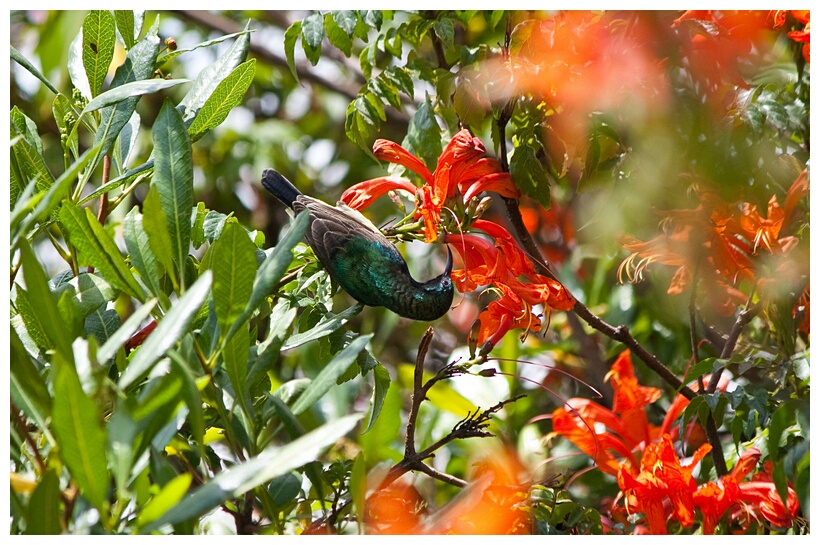 Marico sunbird