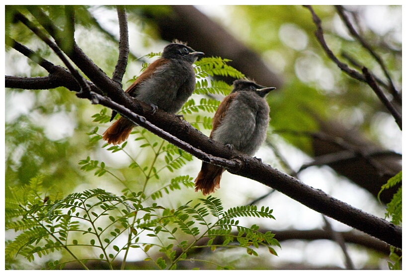 Couple of Birds