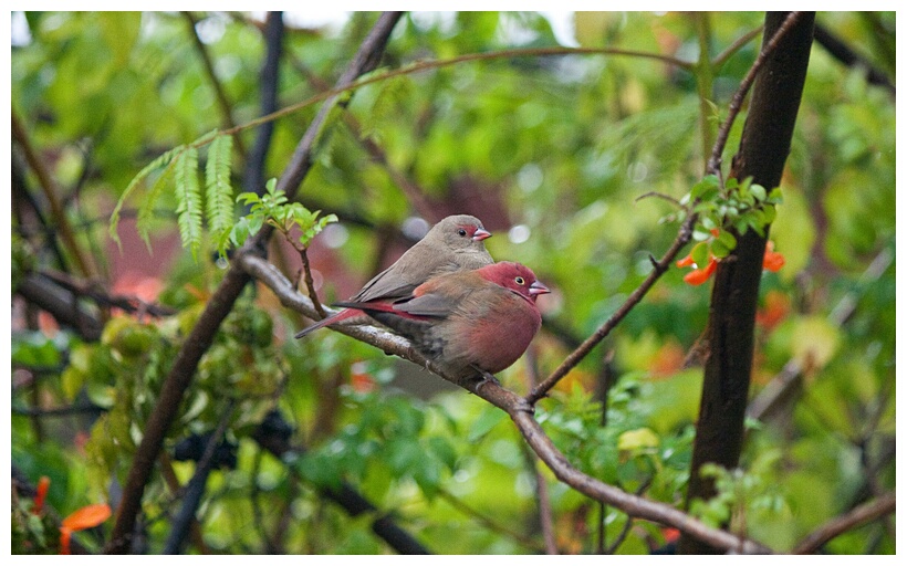 Red-billed Firefinch