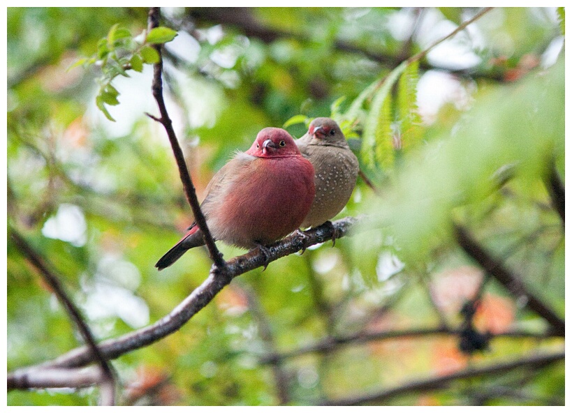 Red-billed Firefinch