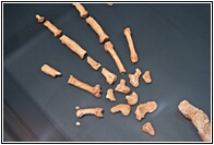 Hominid Hand