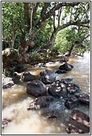 Lake Tana