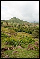 Lush Landscape