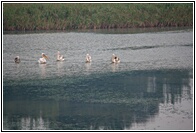 Great White Pelicans