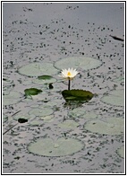 Waterlily