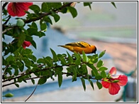 Village Weaver