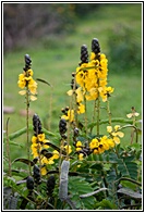 Yellow Flowers