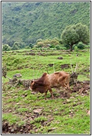 Ethiopian Zebu