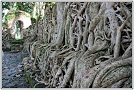 Tree Roots