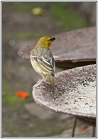 ETI_0564