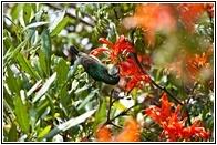 Marico sunbird