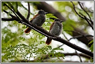 Couple of Birds
