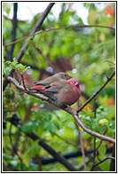 Red-billed Firefinchs