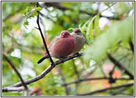 Red-billed Firefinch