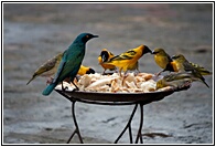 Feeding Birds
