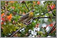 Village Weaver