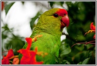 Black-winged Lovebird