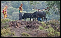 Plough and Oxen