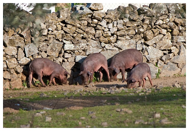 La Piara