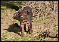 Pata Negra