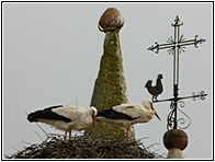 Cigeas y Gallo