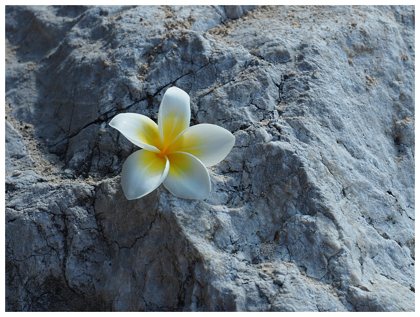 Frangipani Flower