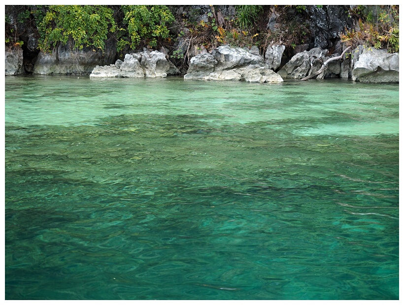 Coral Garden