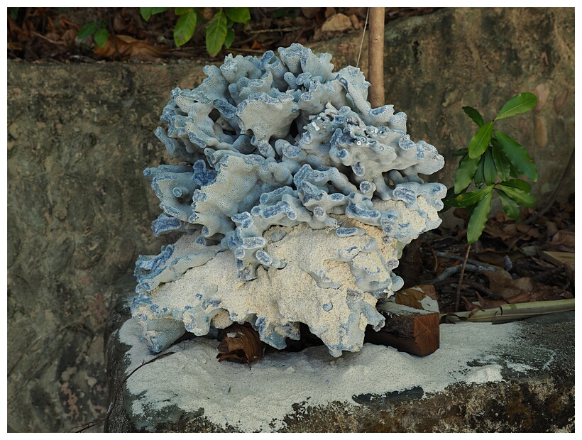 Blue Coral
