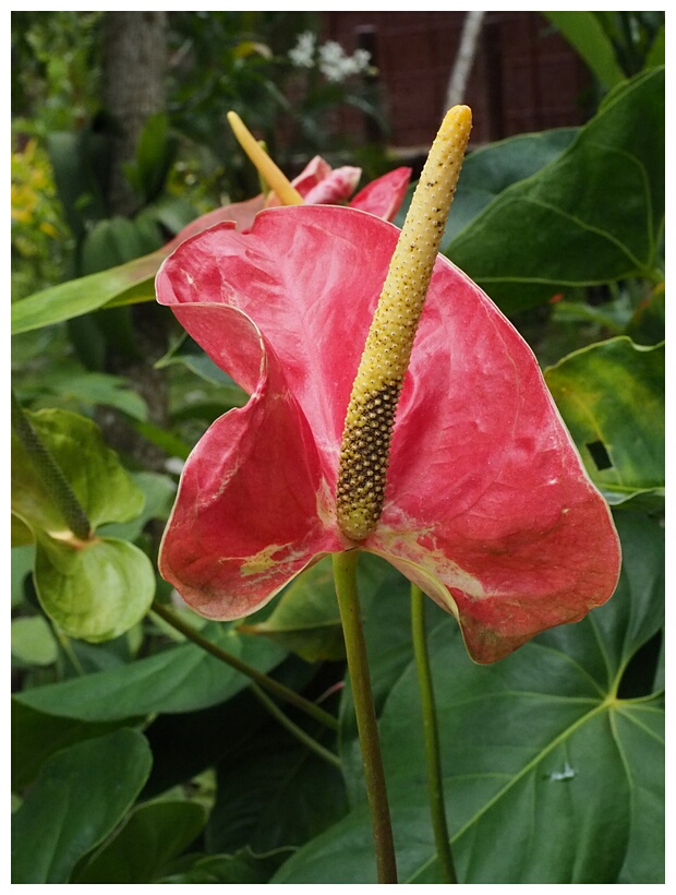 Anthurium
